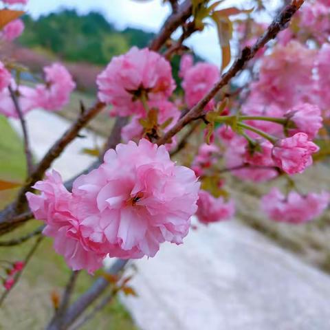 爱在自然，拥抱春天——蕾蕾一班春游记