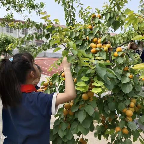 采摘“杏”运，分享“杏”福———许衡教育集团 府城中心学校校园采摘活动