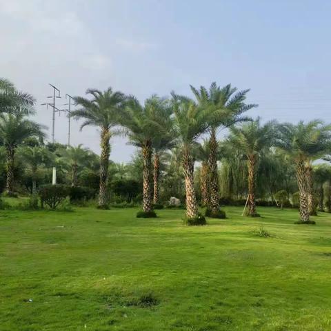 大鱼艺术活动之~露营篇