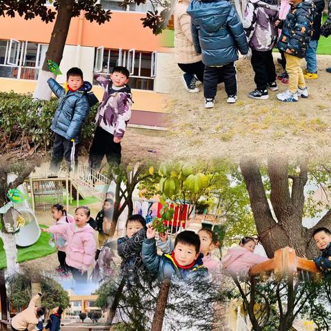 听，大树在说话！——新城阳光幼儿园中七班班本课程