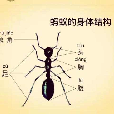 本杰明幼稚园秋季中班班本课程回顾《蚂蚁🐜王国》