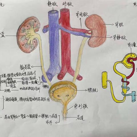 平潮实验初级中学生物概念图制作评比结果