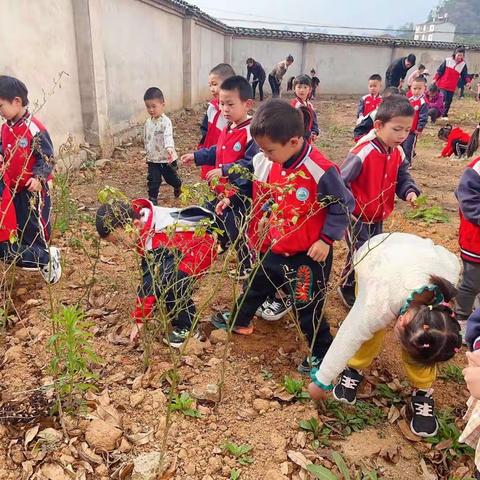 幼儿园的“一亩三分地”——中班种植记录