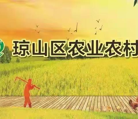 琼山区农业农村局一线组织和指导龙眼抢收配送工作