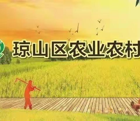 琼山区农业农村局在甲子镇举办土壤改良、肥料合理利用和豇豆绿色防控技术培训班