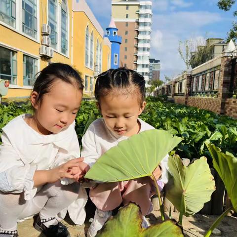 【 遇见课程】“芋”你相遇 ——昌邑市龙成幼儿园大一班