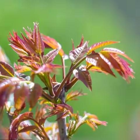 【食育课程•二十四节气“谷雨”】谷雨润春物 节气润童心——福宁路幼儿园“香椿饼”食育探究