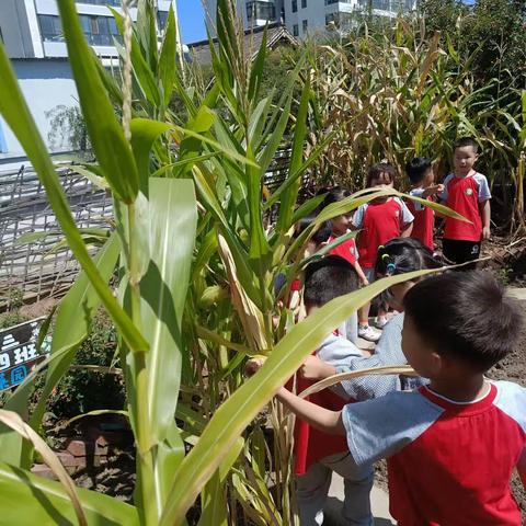 玉米🌽奇遇记（二）玉米丰收啦——伊禾幼儿园大三班