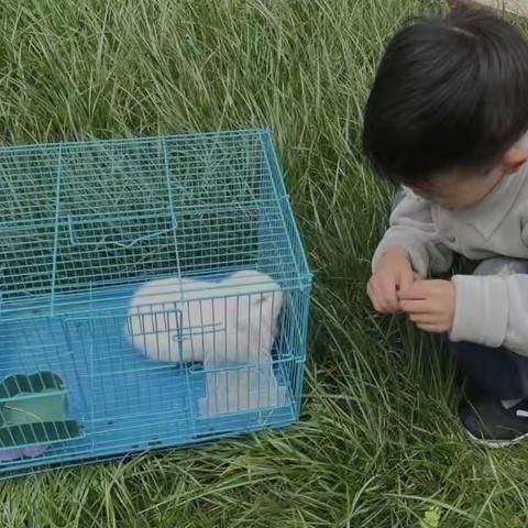 主题课程《萌兔来袭》养护篇