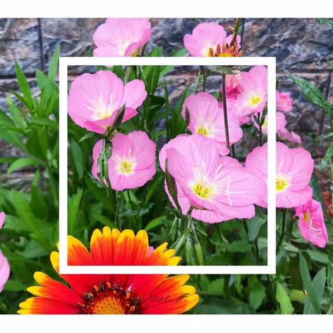 课堂展风采 赛课促成长——乐平市第十一小“青蓝工程”师徒结对活动展示课暨第六届“扬帆起航”优质课竞赛之综合组