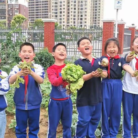 小菜农之初体验——孝感市实验小学教育集团仙女湖校区203中队