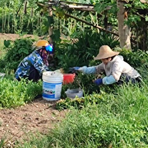 儋州市那大镇清平村委会秸杆燃烧巡查