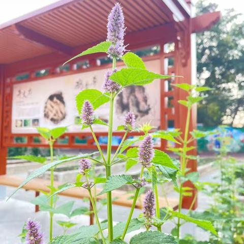 相约春天 播植希望