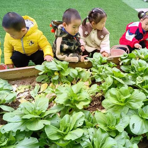 “青”近自然•拥抱健康——邾城街第三幼儿园 青菜课程