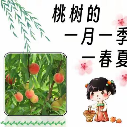 金华幼儿园课程游戏化——之“桃树🍑的一月一季一春夏”