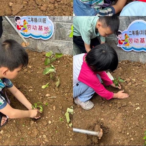 八步区信都镇信联小学二3班劳动教育【劳动励心智   实践促成长】