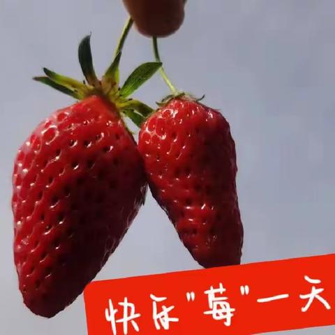 社会实践活动﹣﹣自然教育  采摘草莓🍓金色摇篮幼儿园《相约"莓"好时光》让教育回归自然