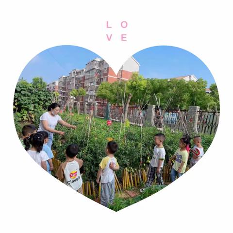 趣味采摘 快乐收获——武湖幼儿园小二班采摘活动