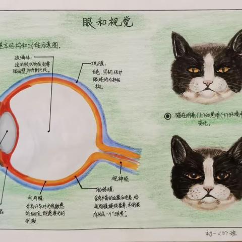 宜川中学教育集团初中校区2022-2023学年度第二学期生物学科绘图大赛