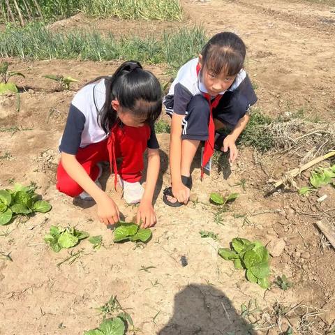 沙河市实验小学学生赴实践基地参加科学劳动实践