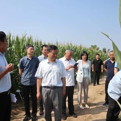 建安区人大常委会调研许昌农科种业稳定粮食生产情况