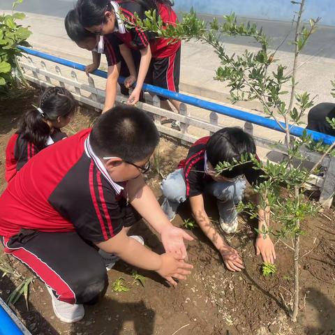 罗家营小学四年级校园环境篇