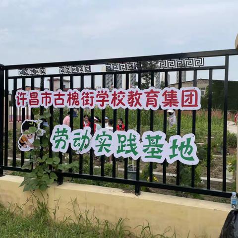 实践小基地 生活大舞台       五一路小学二四班“小菜园”实践基地活动记录