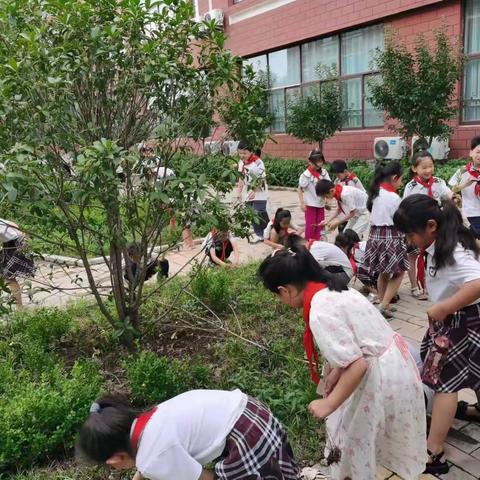 劳动践于行，美德践于心——记平邑县第六实验小学劳动实践活动