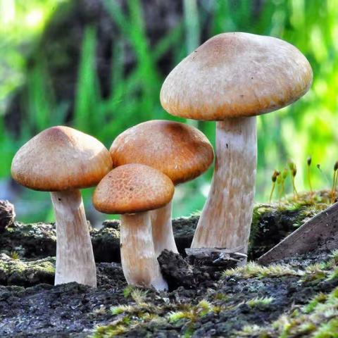 丰县范楼镇金陵中心幼儿园中班组----蘑菇力🍄有话说