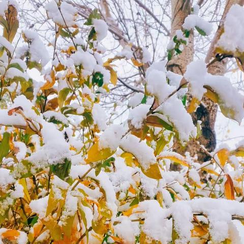 红旗街敖卜小学 家校联合清雪活动