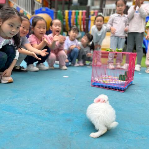 《兔然袭击》主题纪实