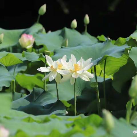 文曲明德小学2023年暑假学生安全教育简讯