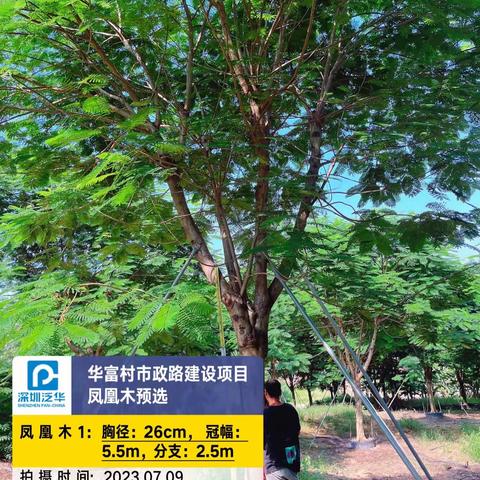 华富村市政路建设项目凤凰木预选