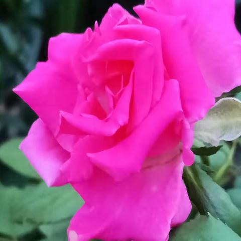 启慧幼儿园2023年毕业纪念册