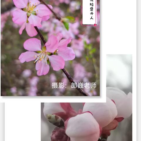 游过方晓春滋味，不负踏春好时节—— 顺城中心小学举行春季赏花漫步游活动（副本）