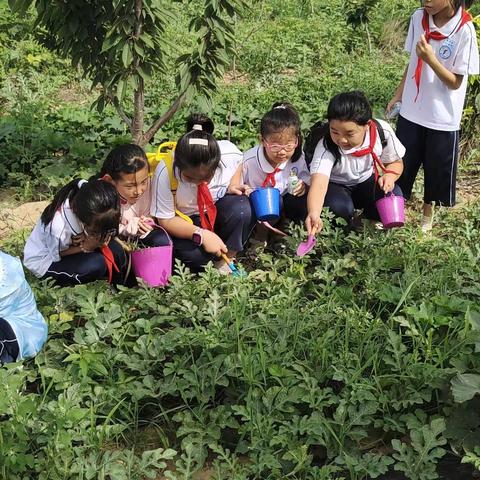 走进田间地头，体验劳动乐趣——濮阳市油田第三小学二三班暑假劳动实践活动