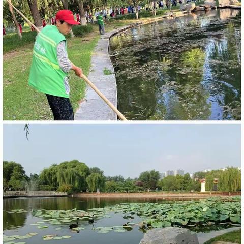 为打造碧水蓝天—                              赵苑公园管理处开展水草清捞工作