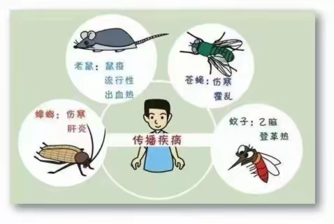 病媒生物无需怕，防制消灭有办法