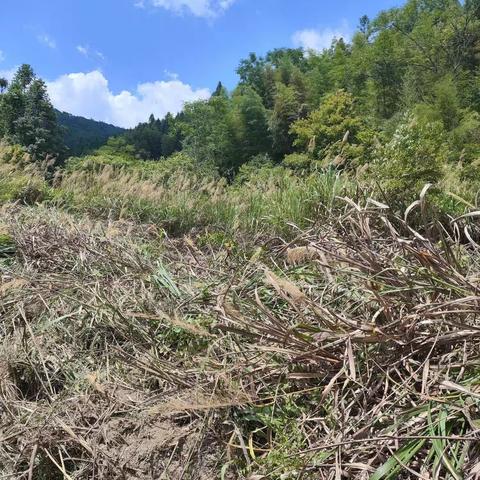 【雪峰镇】全面整治撂荒地，力促荒地变良田