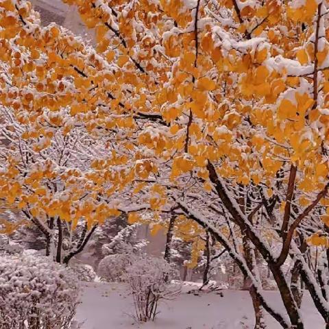 统部小学雪天温馨提示