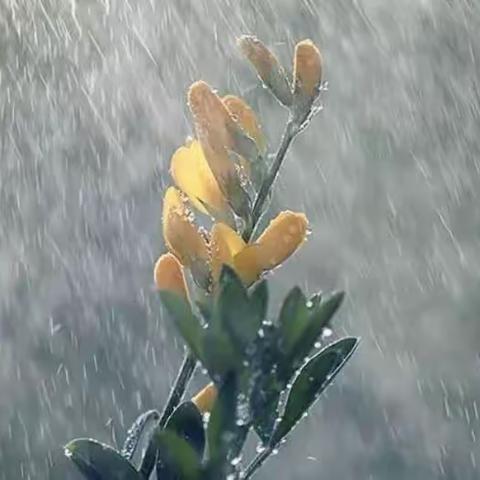 桥南镇雨露幼儿园防洪防汛温馨提示