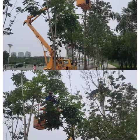 道里区园林管理局积极做好夏季的街路绿化养护工作