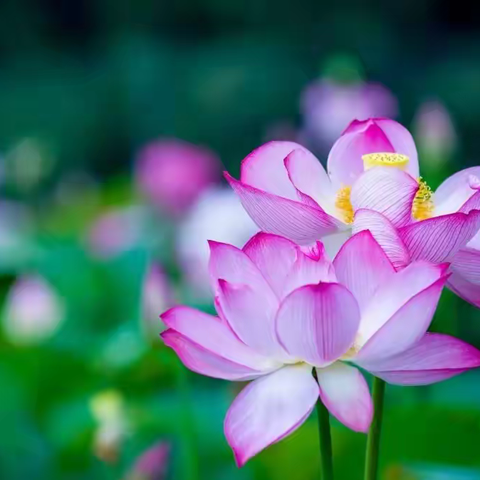 徐徐清风伴夏日 继教研学正当时