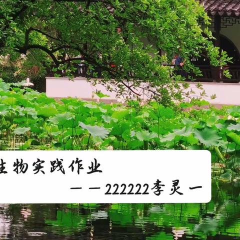 生物实践作业——222222李灵一