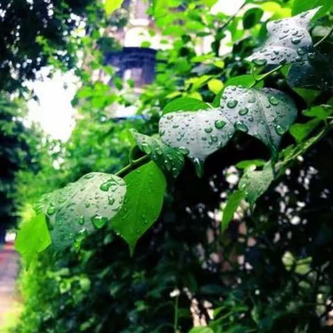 雨 五(1)班王希涵 周记