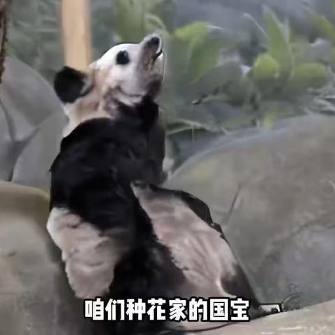 【唐山五幼】大一班周分享活动——《你好，熊猫🐼》