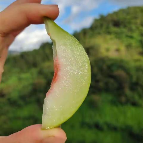 高原上长大的小精灵“鹰嘴”水蜜桃！！