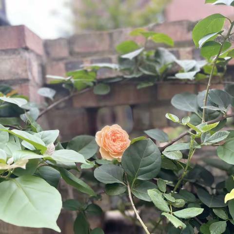 西派幼儿园2023年（语言）学期汇报