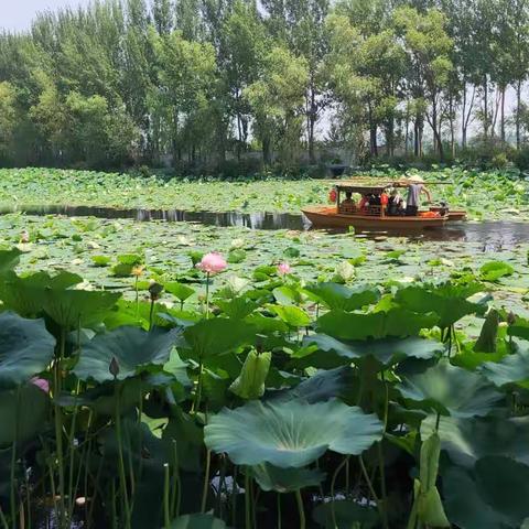 夏日荷韵