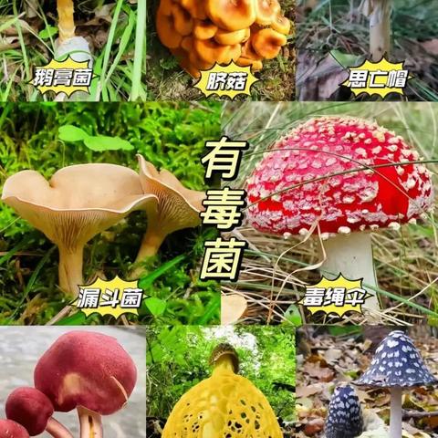 野生菌，请谨慎食用！